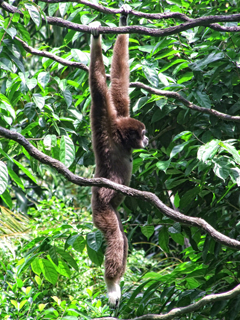 gibbon