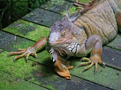 gruener leguan