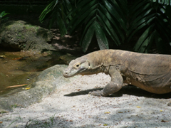 komodowaran