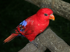 roter vogel