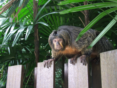 tamarin