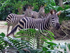 zebras