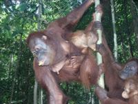 Borneo - Urwald - Dschungel